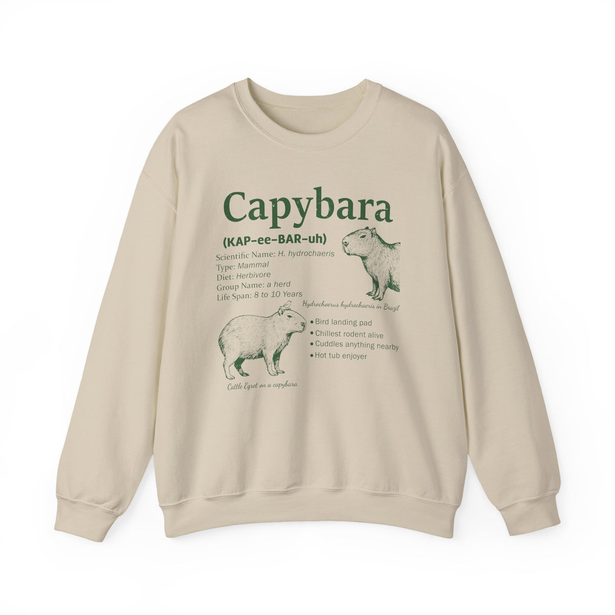 Sand Capybara Definition sweatshirt with a green vintage field-guide capybara print, front view
